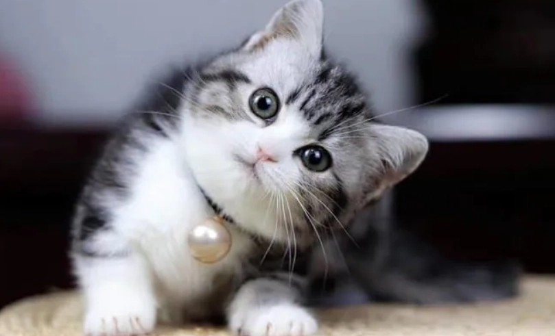 短腿貓壽命 短腿貓壽命