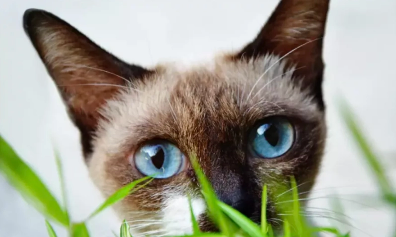 貓薄荷種植注意