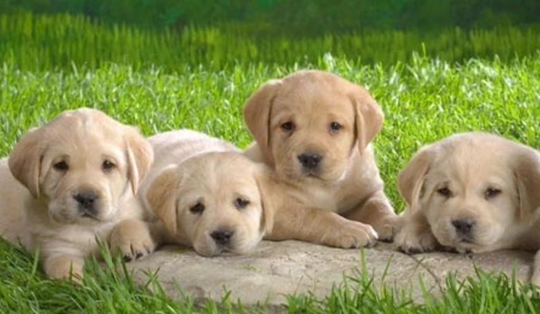 拉布拉多幼犬照顧