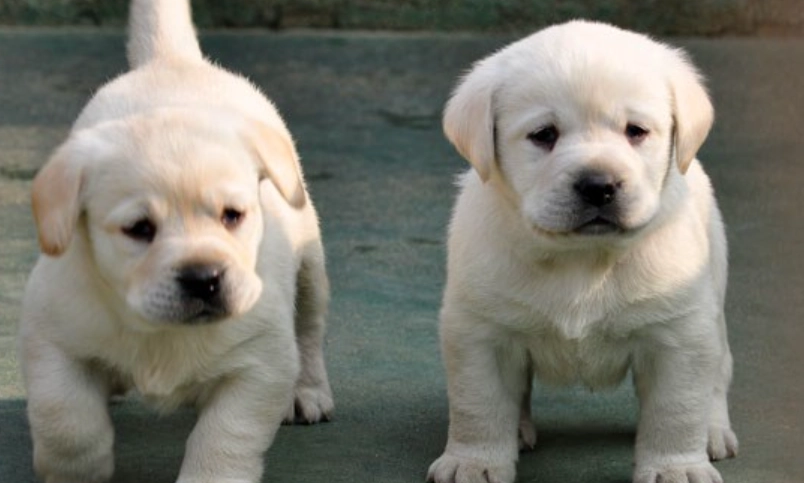 拉布拉多幼犬