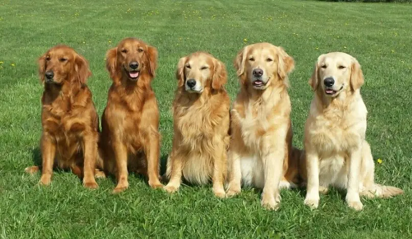 黃金獵犬奶油色