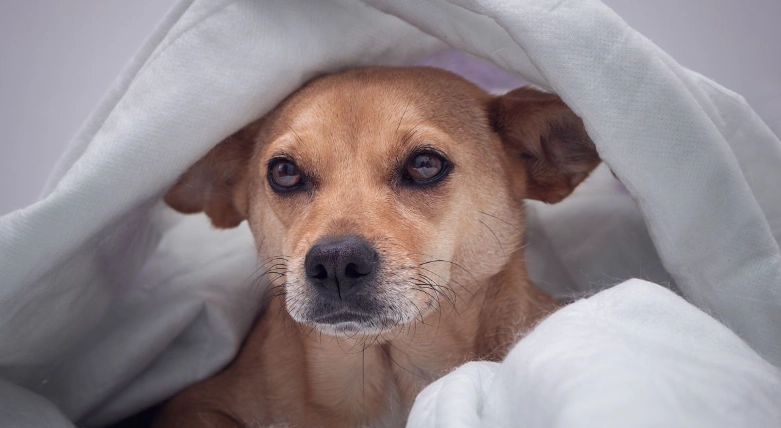 狗狗感冒照顧