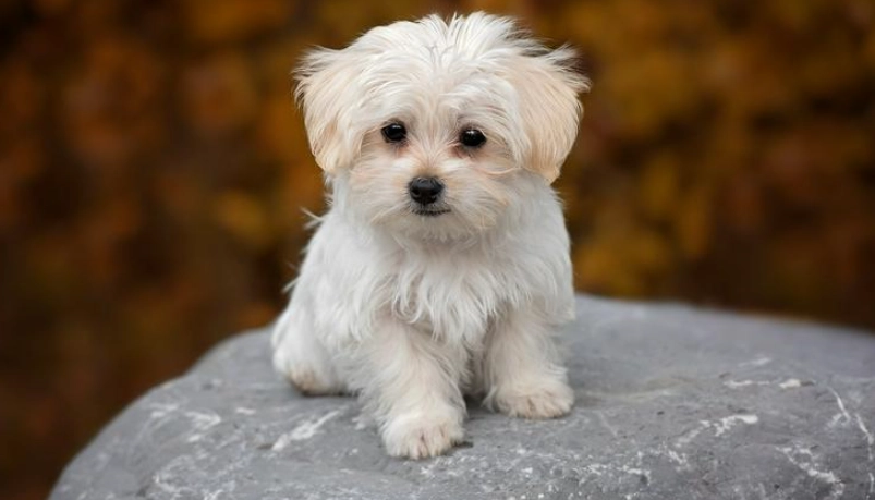 馬爾濟斯小型犬