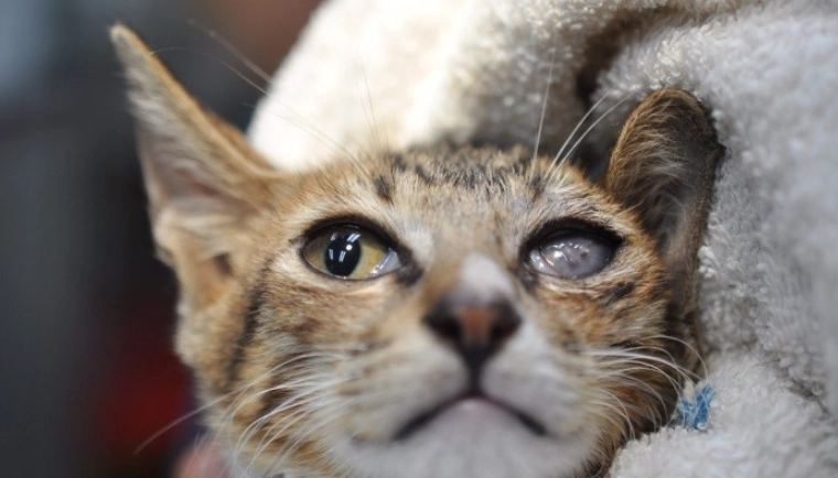 貓咪角膜潰瘍多久會好？恢復時間、治療與護理全解析