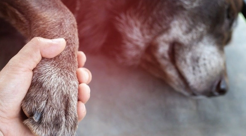 狗狗離世前徵兆