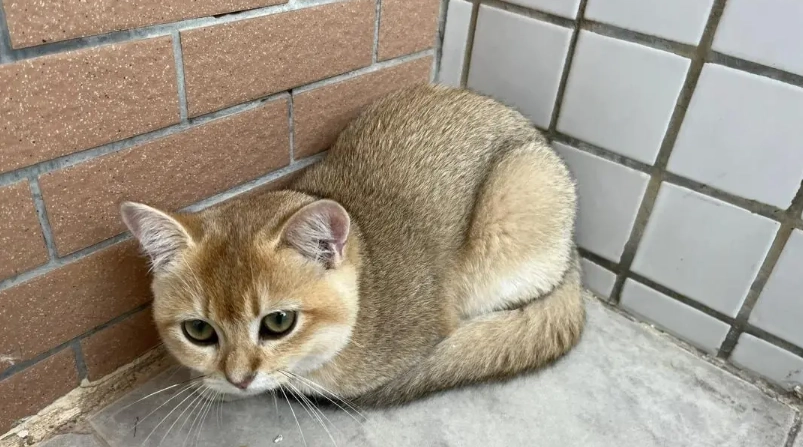 貓打疫苗注意事項