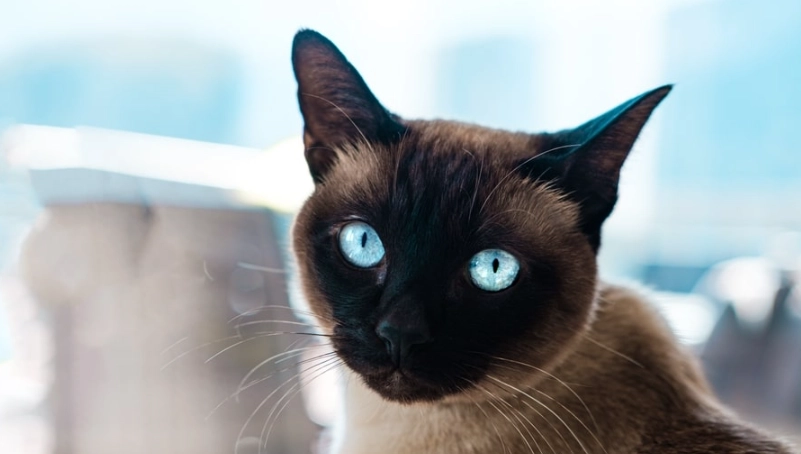 延長暹羅貓壽命