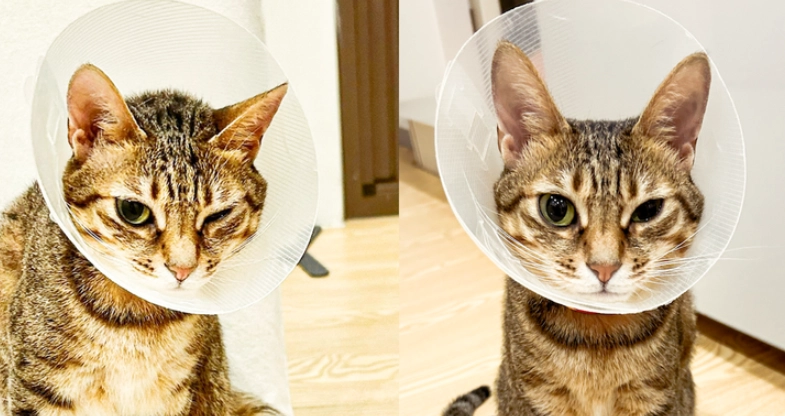 貓咪眼睛護理 貓咪眼睛護理