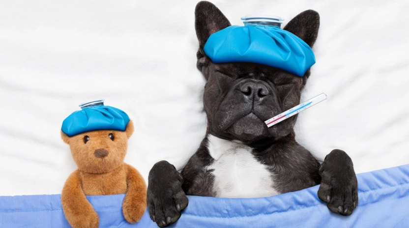 狗狗感冒會自己好嗎