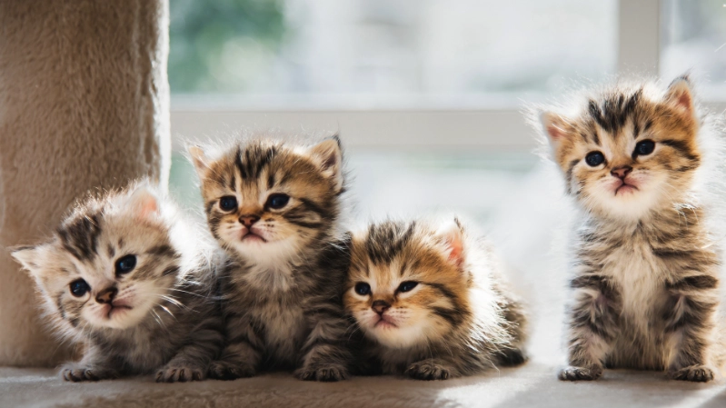 離乳期飲食 離乳期飲食