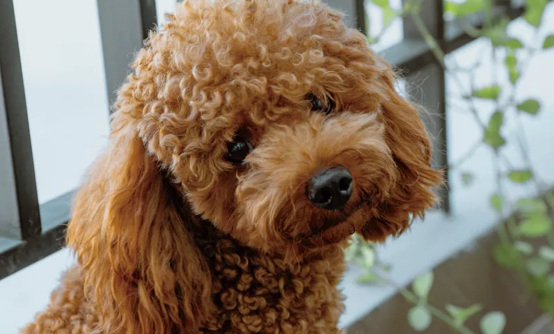 貴賓狗 老化 徵兆 貴賓狗 老化 徵兆