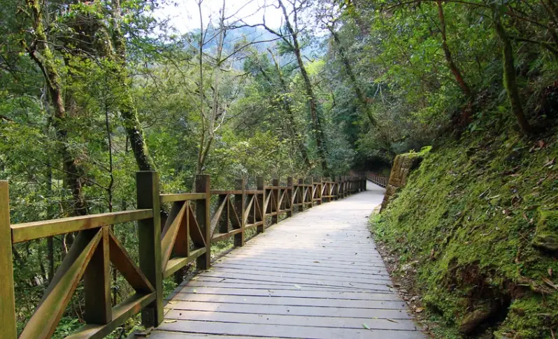 拉拉山神木區步道