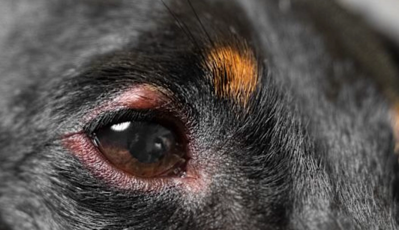 葡萄膜炎 康復期