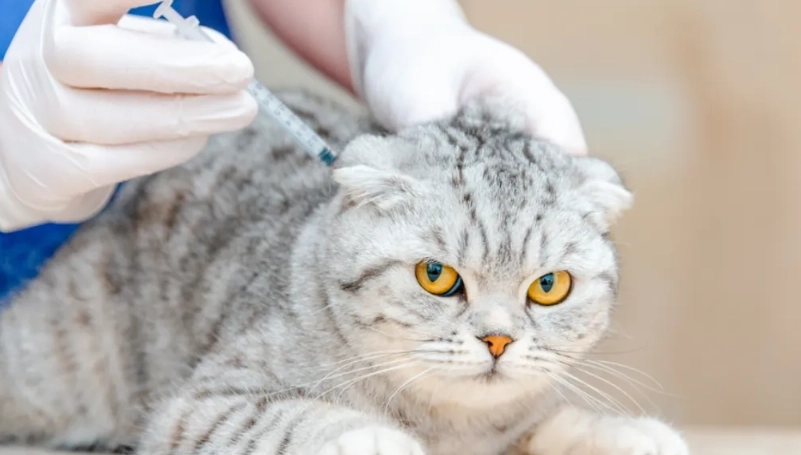貓打疫苗注意事項