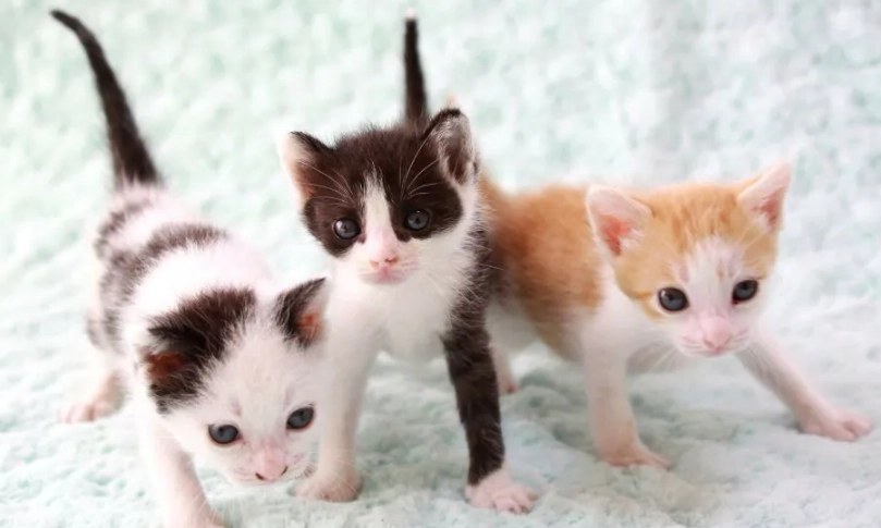 幼貓斷奶方法 幼貓斷奶方法