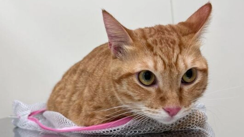 貓打疫苗後反應