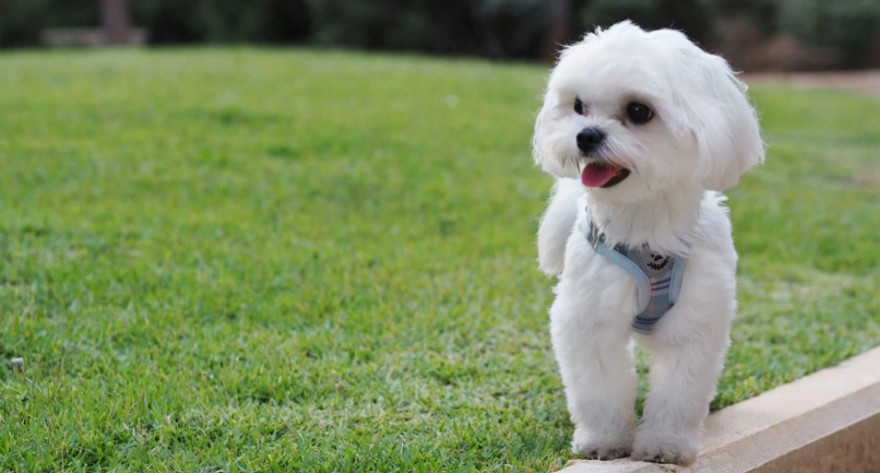 馬爾濟斯平均壽命