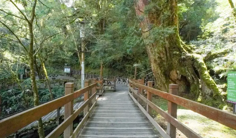 拉拉山神木區要走多久