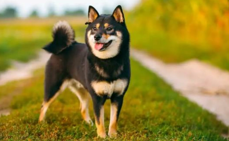 柴犬喜歡你的表現