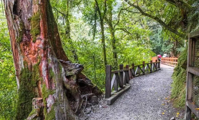拉拉山神木區交通