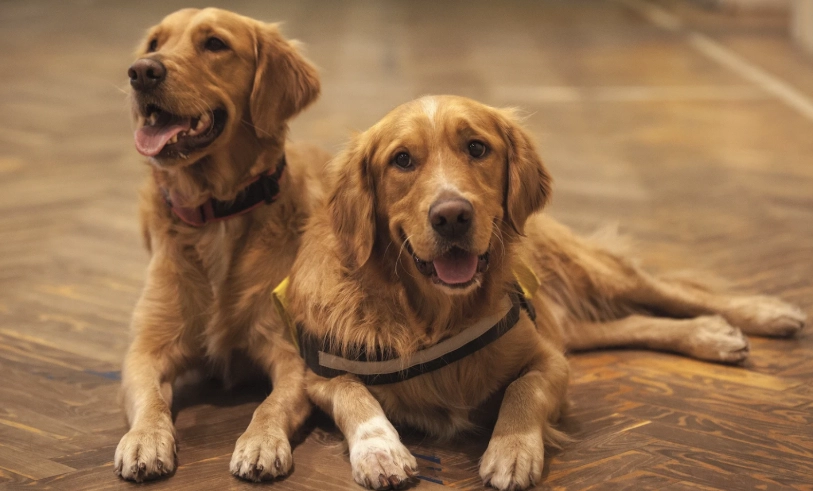 黃金獵犬顏色種類