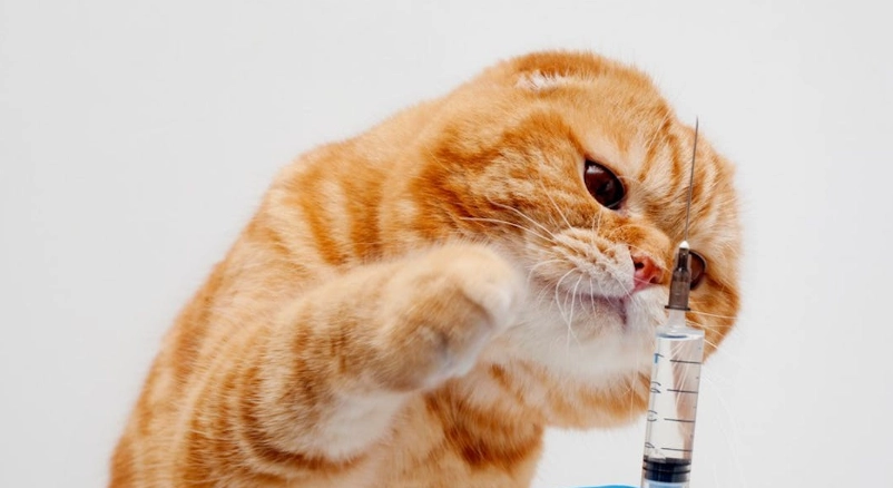 貓三合一疫苗 貓三合一疫苗