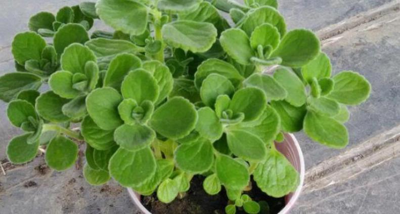 左手香種植 左手香種植