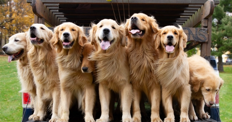 黃金獵犬奶油色