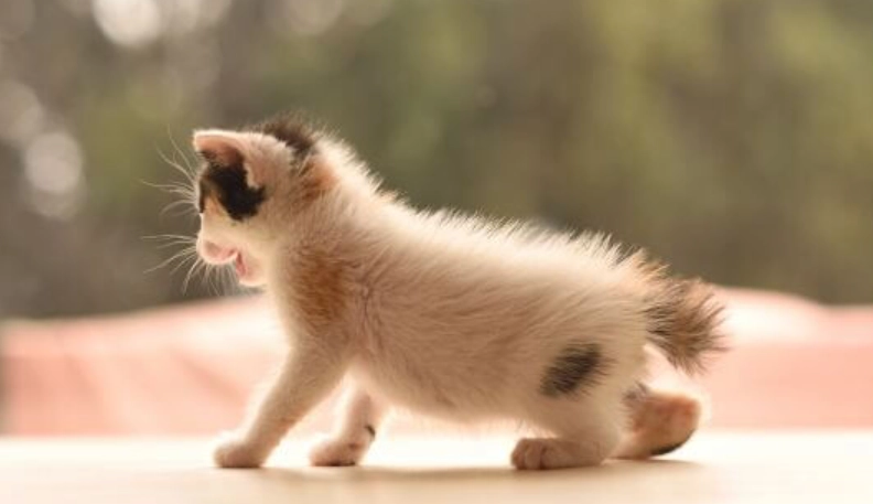 離乳期飲食 離乳期飲食