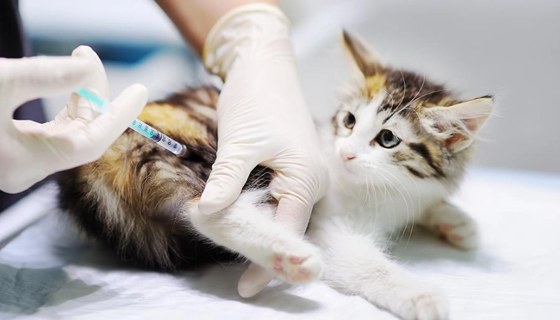 貓三合一疫苗 貓三合一疫苗