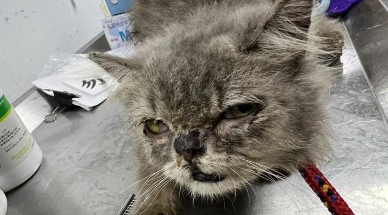 角膜潰瘍治療時間 角膜潰瘍治療時間