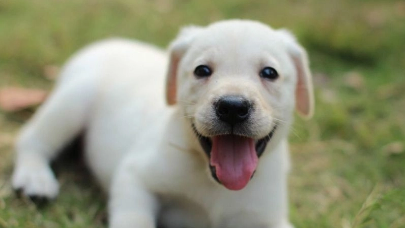 拉布拉多幼犬訓練