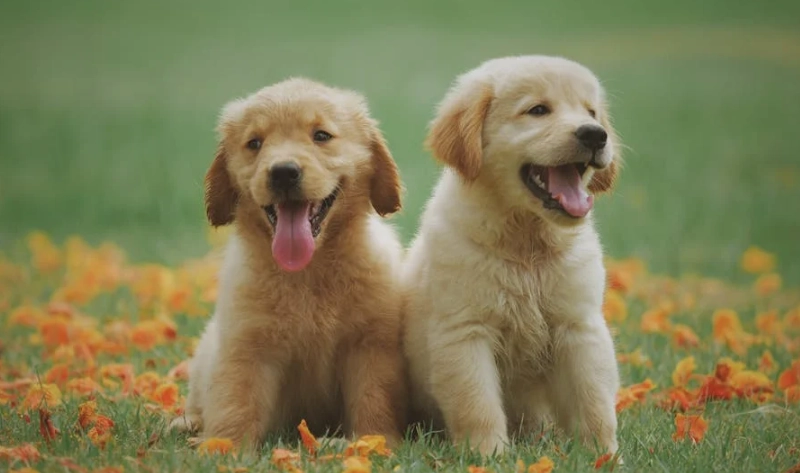 拉布拉多幼犬訓練