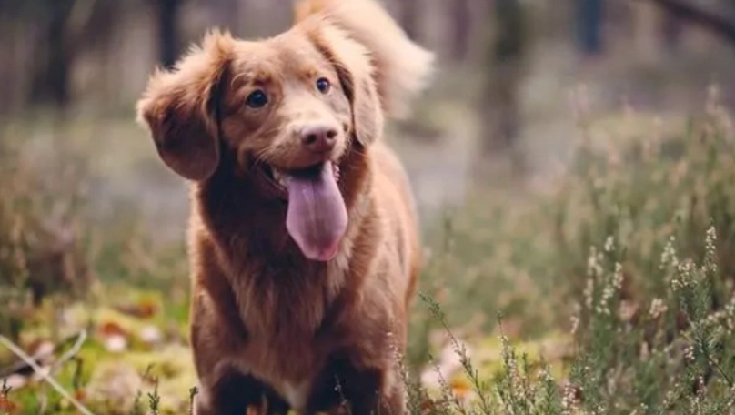 狗狗知道自己要死了