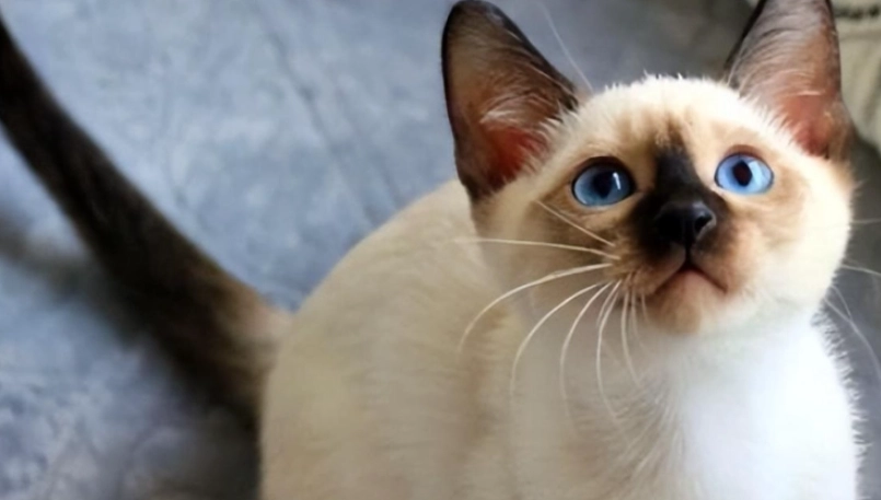 暹羅貓遺傳疾病