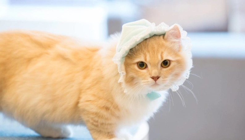 貓咪壽命延長 貓咪壽命延長