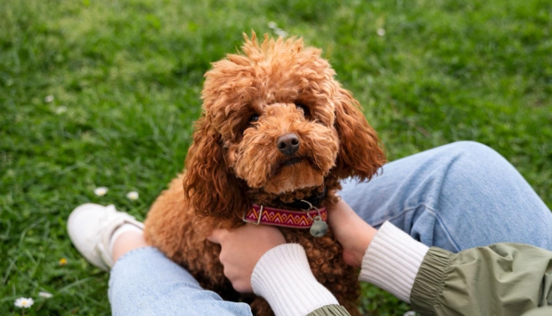 貴賓狗 幾歲 算老 貴賓狗 幾歲 算老