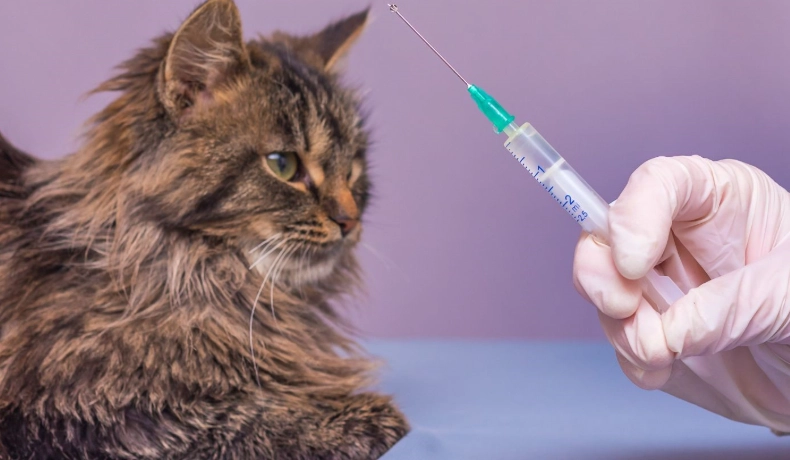 貓疫苗 貓疫苗
