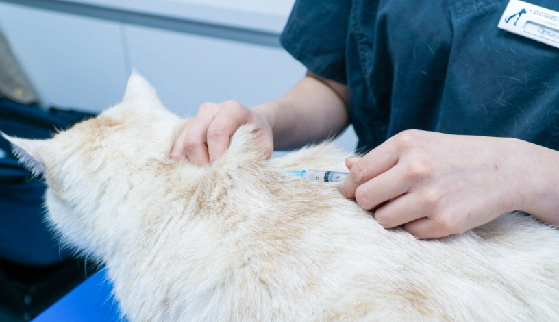 貓核心疫苗懶人包：施打時程、副作用與費用全解析