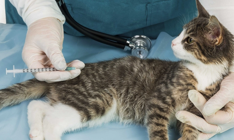 貓疫苗 貓疫苗