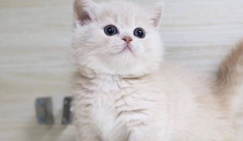 貓咪壽命延長 貓咪壽命延長