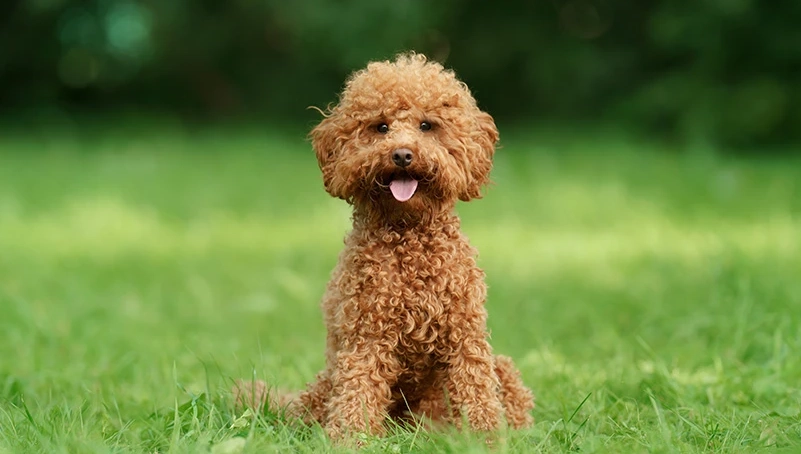 貴賓狗幾歲算老