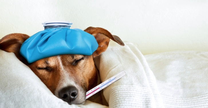狗感冒會自己好嗎