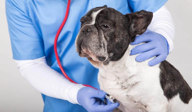 狗葡萄膜炎 治療時間