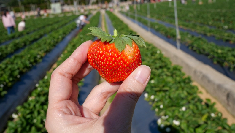 草莓農場推薦