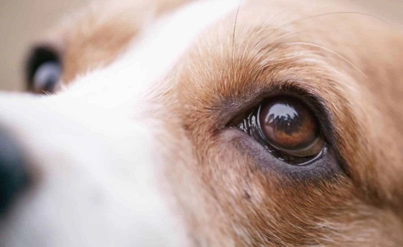 狗眼睛發炎 多久會好