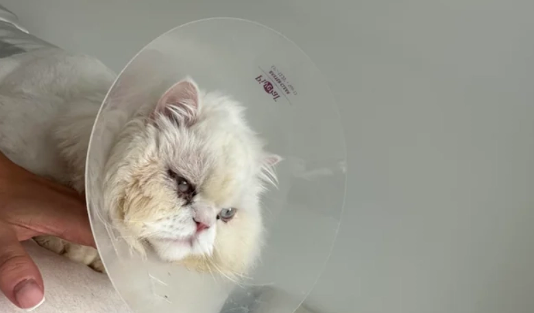 貓咪角膜潰瘍 貓咪角膜潰瘍