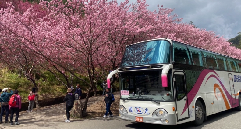 武陵農場櫻花季