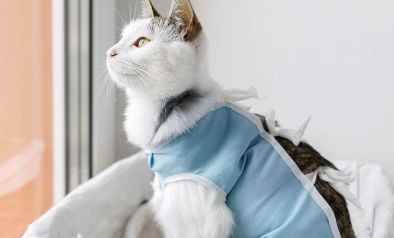 母貓結紮恢復時間