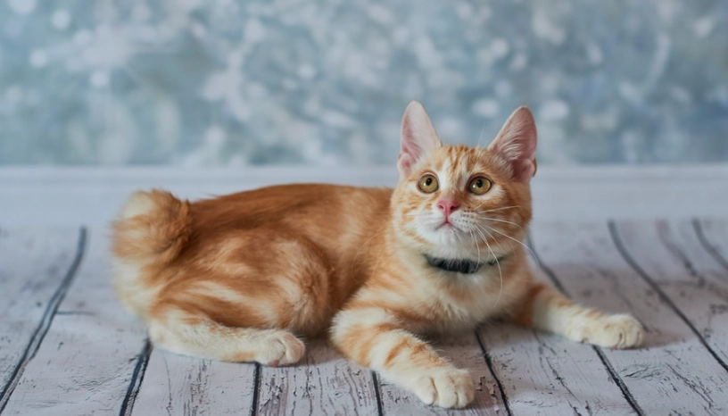 麒麟尾貓咪個性